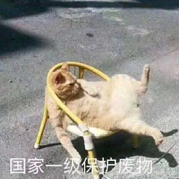 废猫一只