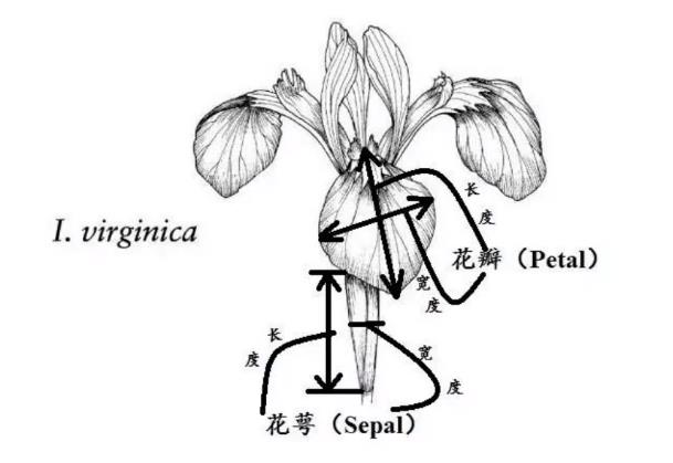 sepal1